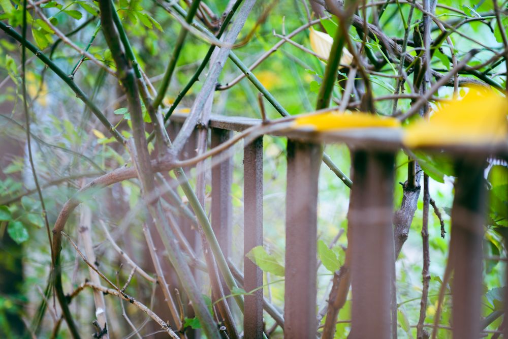 Weathered garden fence